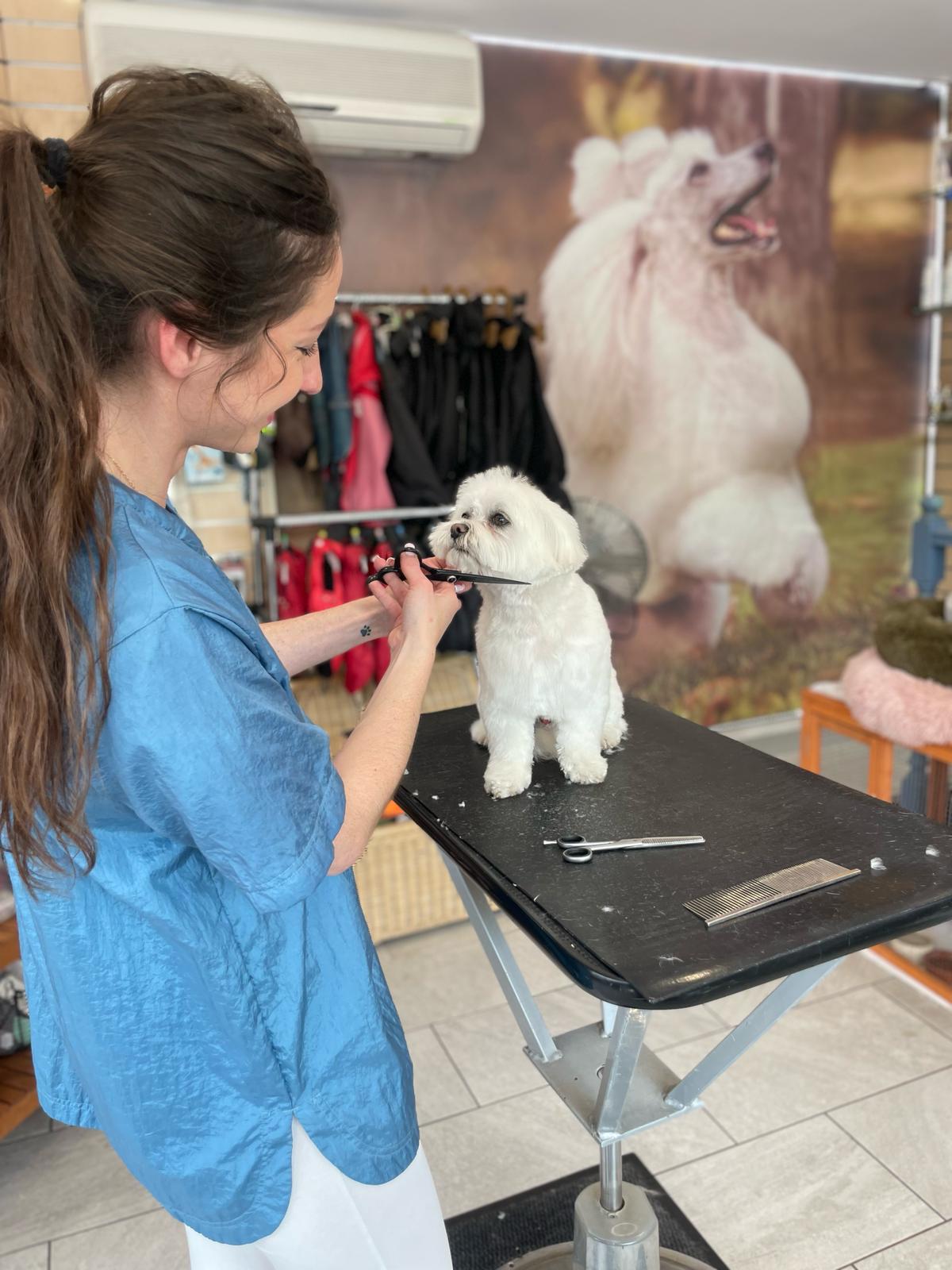 Toiletteuse avec chien